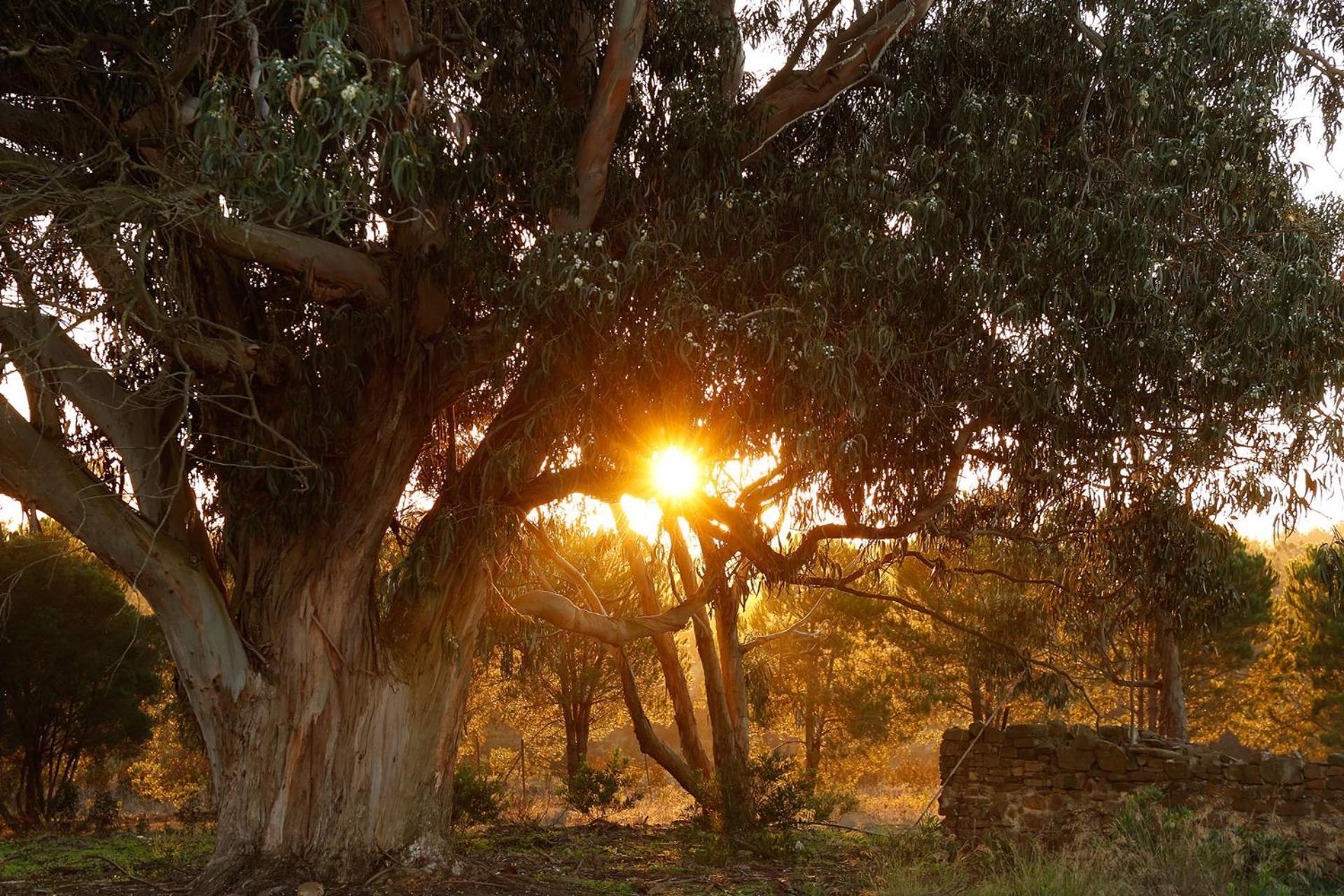 Praia Do Canal Nature Retreat - Small Luxury Hotels Of The World Aljezur Exterior foto Olive trees at sunset